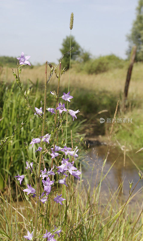 风铃花(Campanula rapunculus)